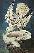 John James Audubon White Gerfalcons oil on canvas